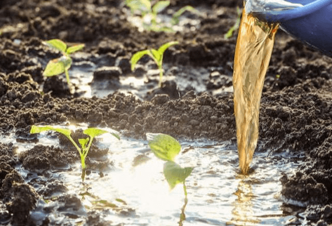 <a href=http://m.yizhonglx.com/mcy/ target=_blank class=infotextkey>木醋液</a>對農(nóng)作物改良土壤圖